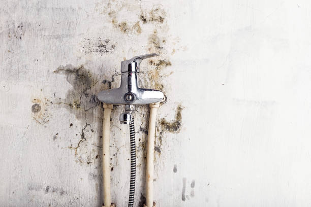 Best Mold Remediation for Specific Building Types in Colonia, NJ