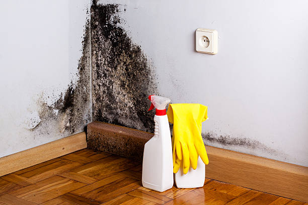 Best HVAC Mold Remediation in Colonia, NJ