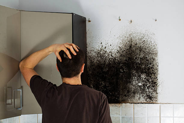 Best Crawl Space Mold Remediation in Colonia, NJ