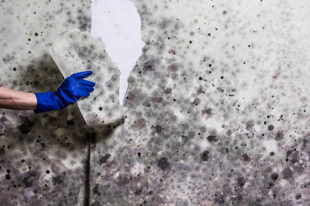 Best DIY Mold Remediation Support Services in Colonia, NJ