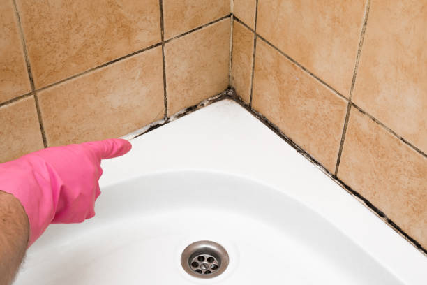Best White Mold Remediation in Colonia, NJ